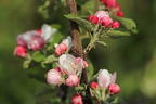 Herbstapfel 'Recolor' ® - Malus domestica 'Recolor' ®