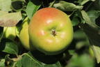 Herbstapfel 'Recolor' ® - Malus domestica 'Recolor' ®