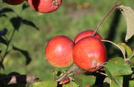 Herbstapfel 'Schöner von Herrnhut'