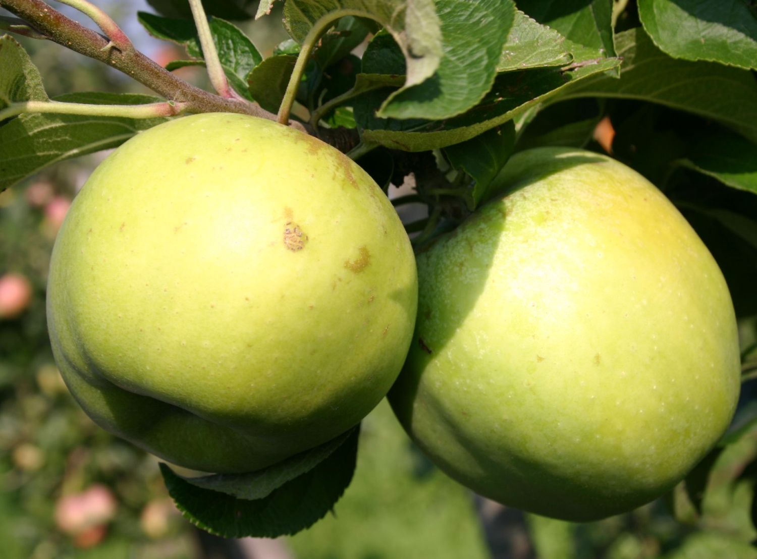 Herbstapfel 'Seestermüher Zitronenapfel'