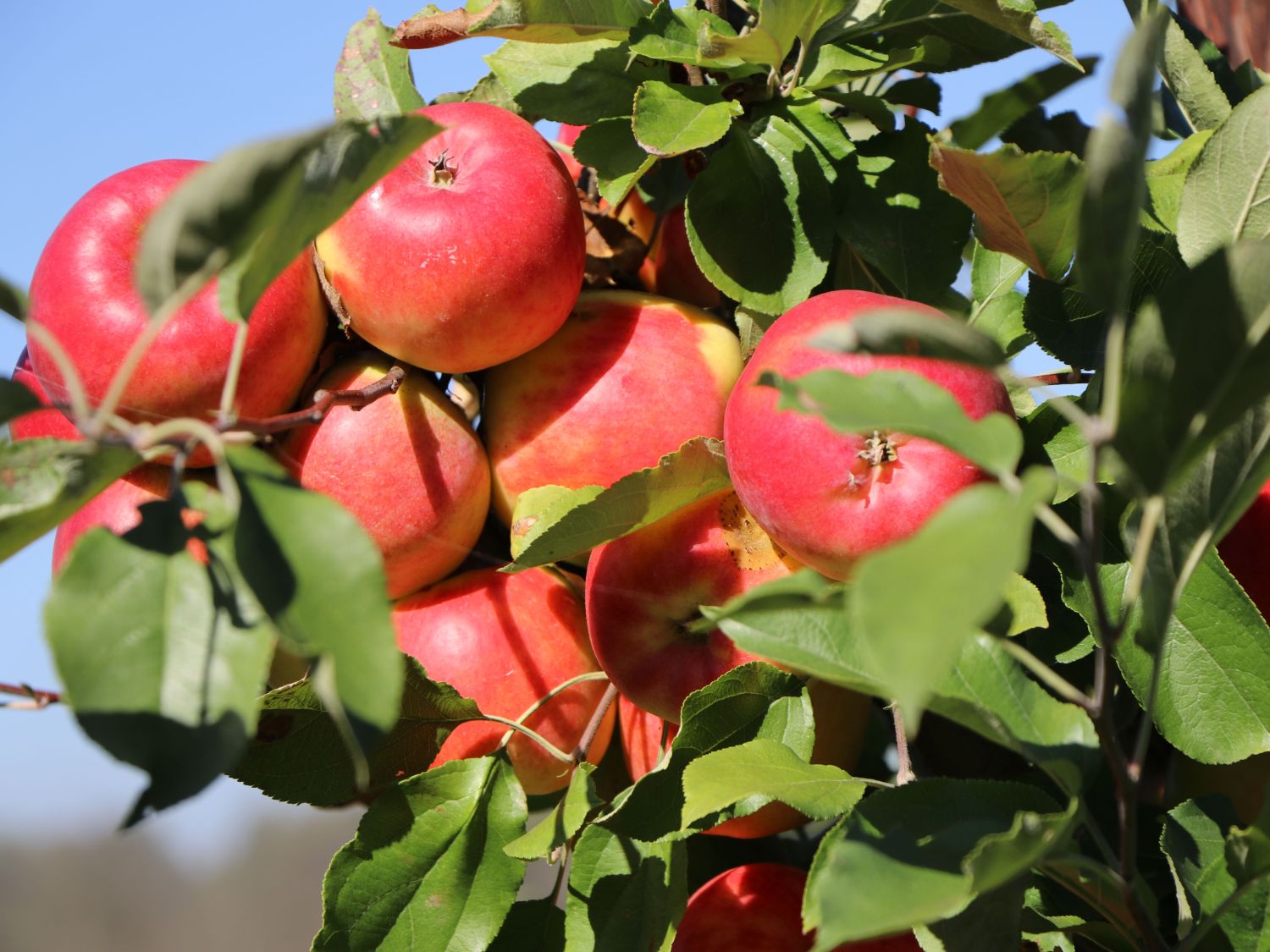 Herbstapfel 'Teser' - Malus 'Teser'