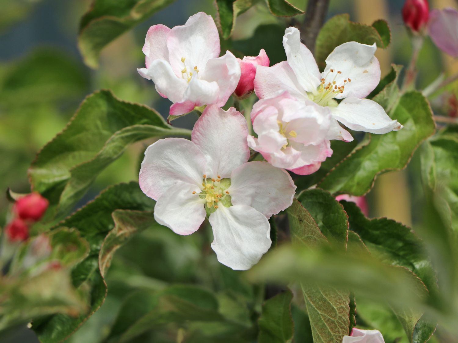 Herbstapfel 'Teser' - Malus 'Teser'