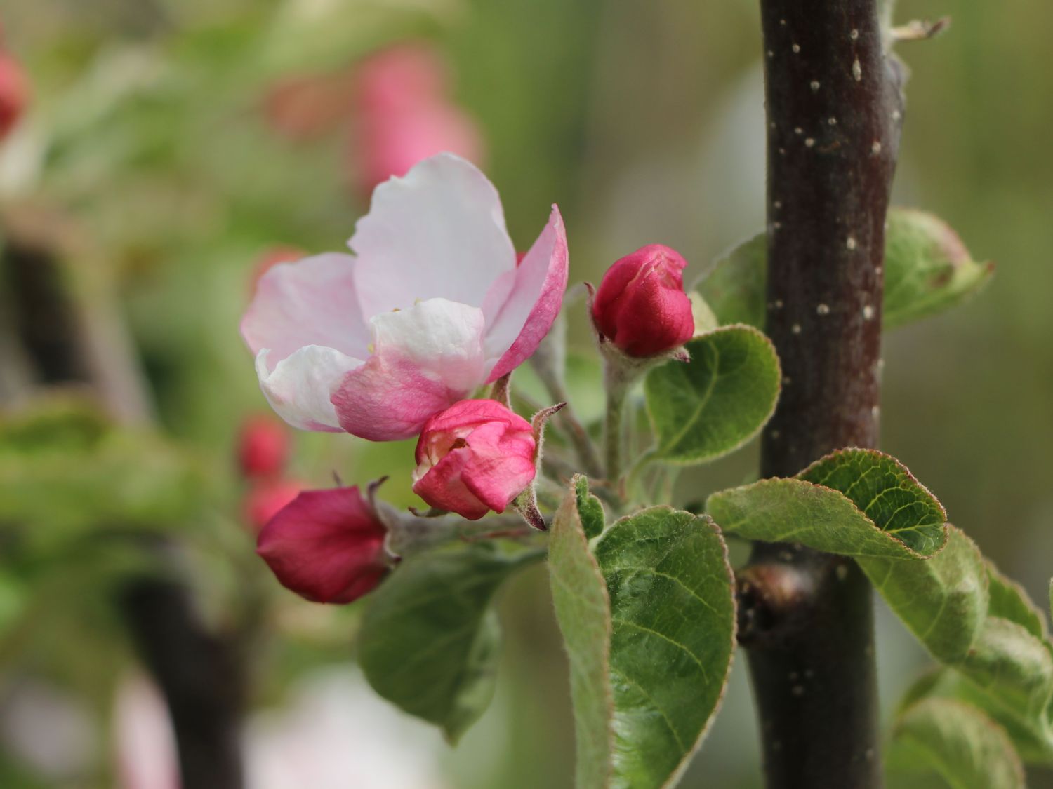 Herbstapfel 'Teser' - Malus 'Teser'
