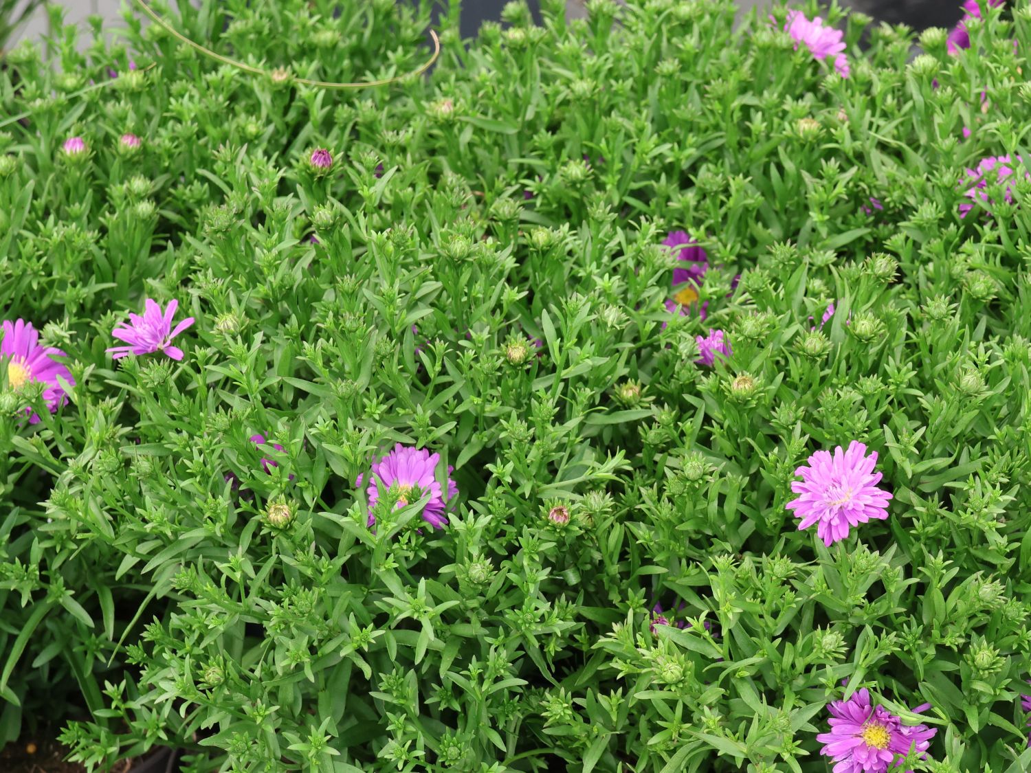 Herbstaster Alpha ® 'Light Purple'