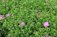 Herbstaster Alpha ® 'Light Purple'