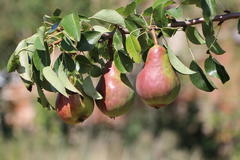 Herbstbirne 'Clapps Liebling'