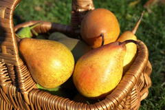 Herbstbirne 'Doppelte Philippsbirne' / 'Albertine'