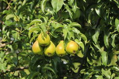 Herbstbirne 'Feuchtwanger Butterbirne'