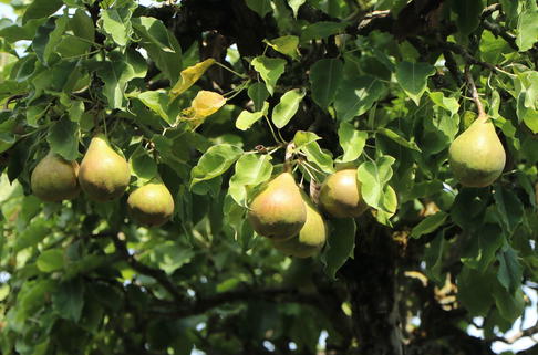 Herbstbirne 'Gellerts Butterbirne', 'Beurré Hardy' - Pyrus communis 'Gellerts Butterbirne' / 'Beurré Hardy'