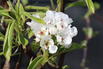 Herbstbirne 'Harrow Sweet' - Pyrus communis 'Harrow Sweet'