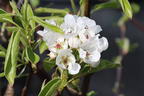 Herbstbirne 'Harrow Sweet' - Pyrus communis 'Harrow Sweet'