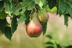 Herbstbirne 'Birne von Tongern'