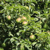Herbstbirne / Winterbirne 'Alexander Lucas' - Pyrus communis 'Alexander Lucas'