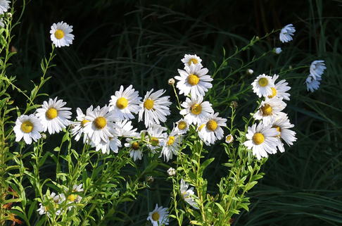 Herbstmargerite - Leucanthemella serotina
