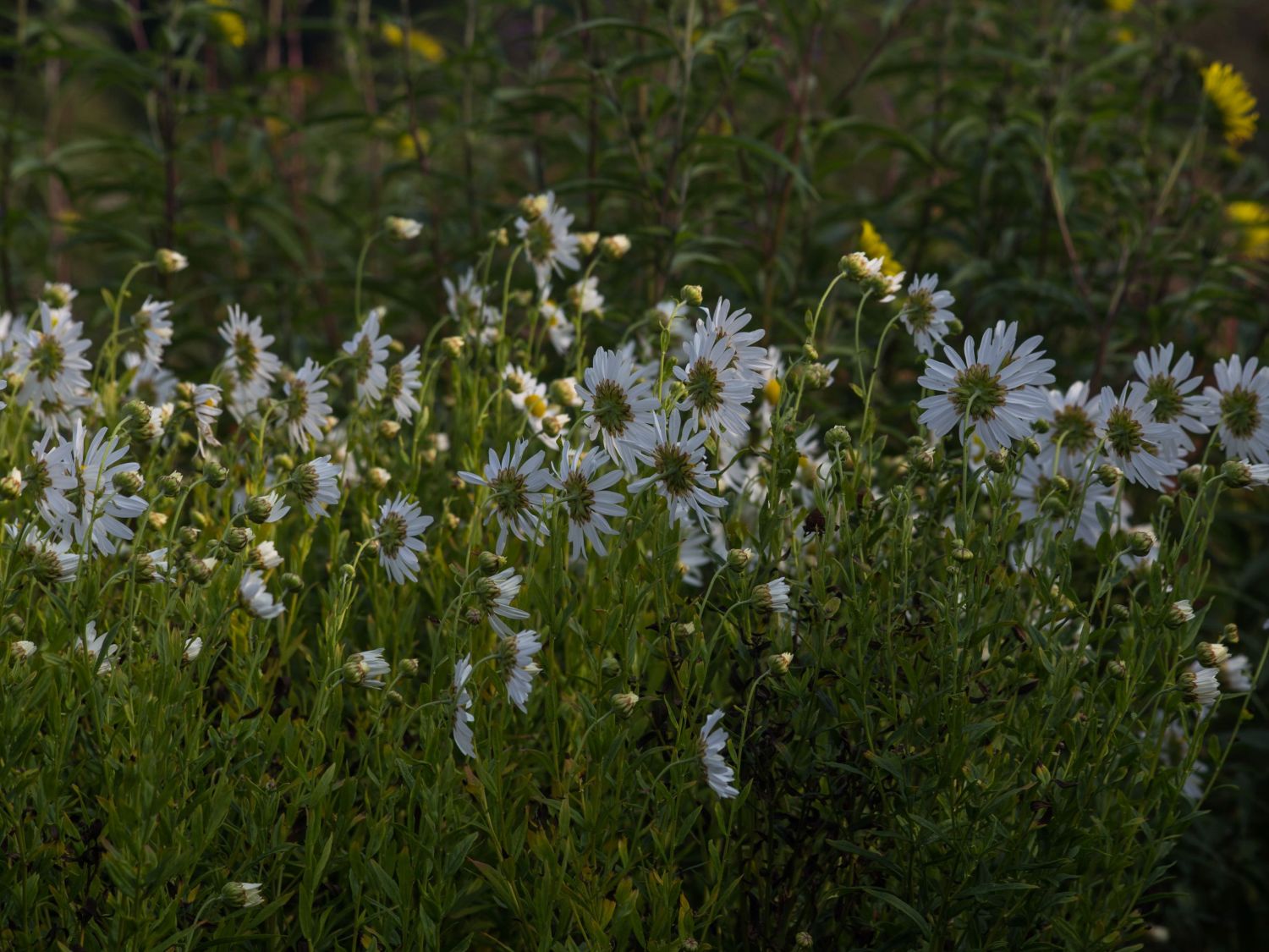 Leucanthemella (Leucanthemella)