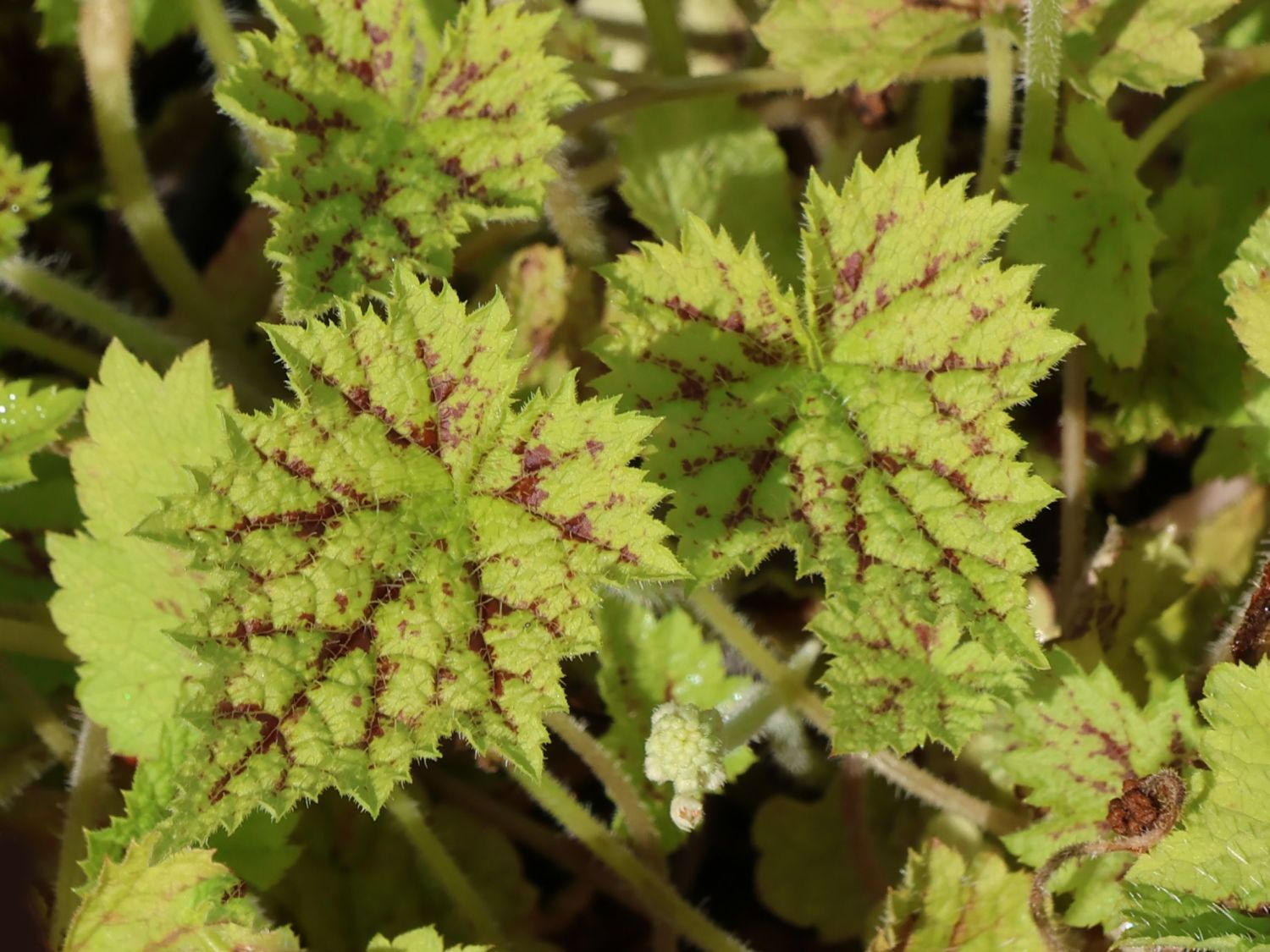 Herzblättrige Schaumblüte 'Oakleaf'