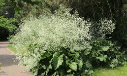 Herzblättriger Blütenkohl