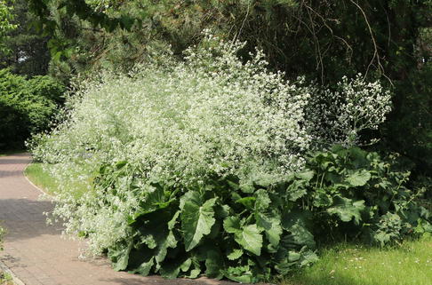 Herzblättriger Blütenkohl - Crambe cordifolia