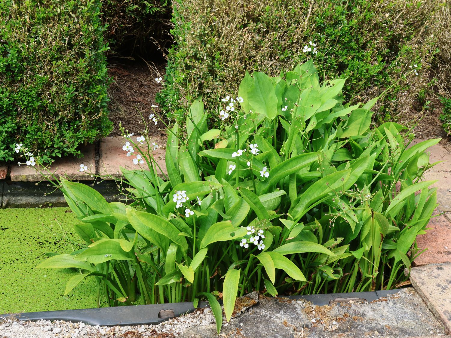 Herzblättriger Froschlöffel - Alisma parviflorum