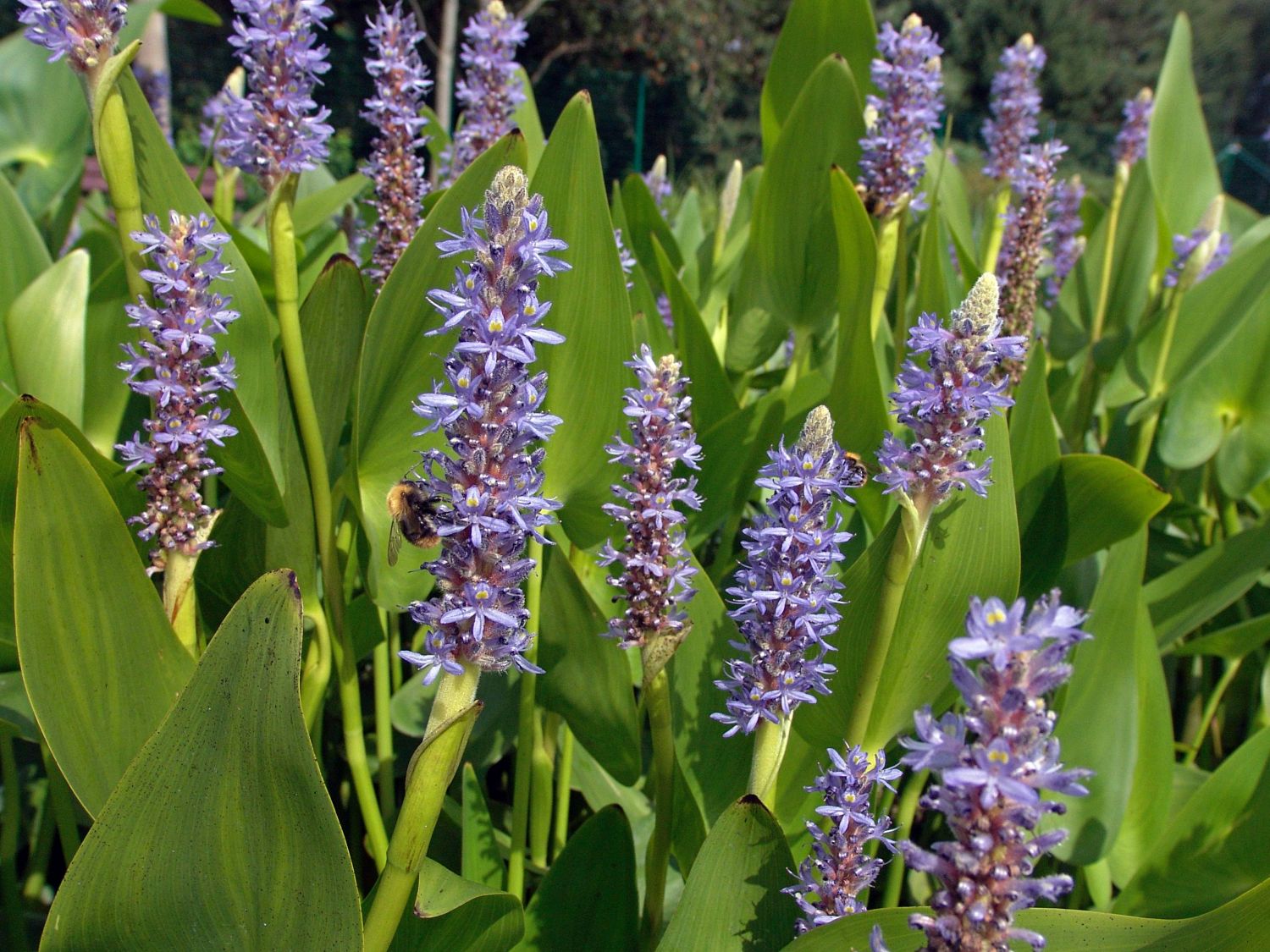 Herzblättriges Hechtkraut - Pontederia cordata