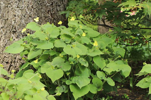 Herzblattwurz - Saruma henryi