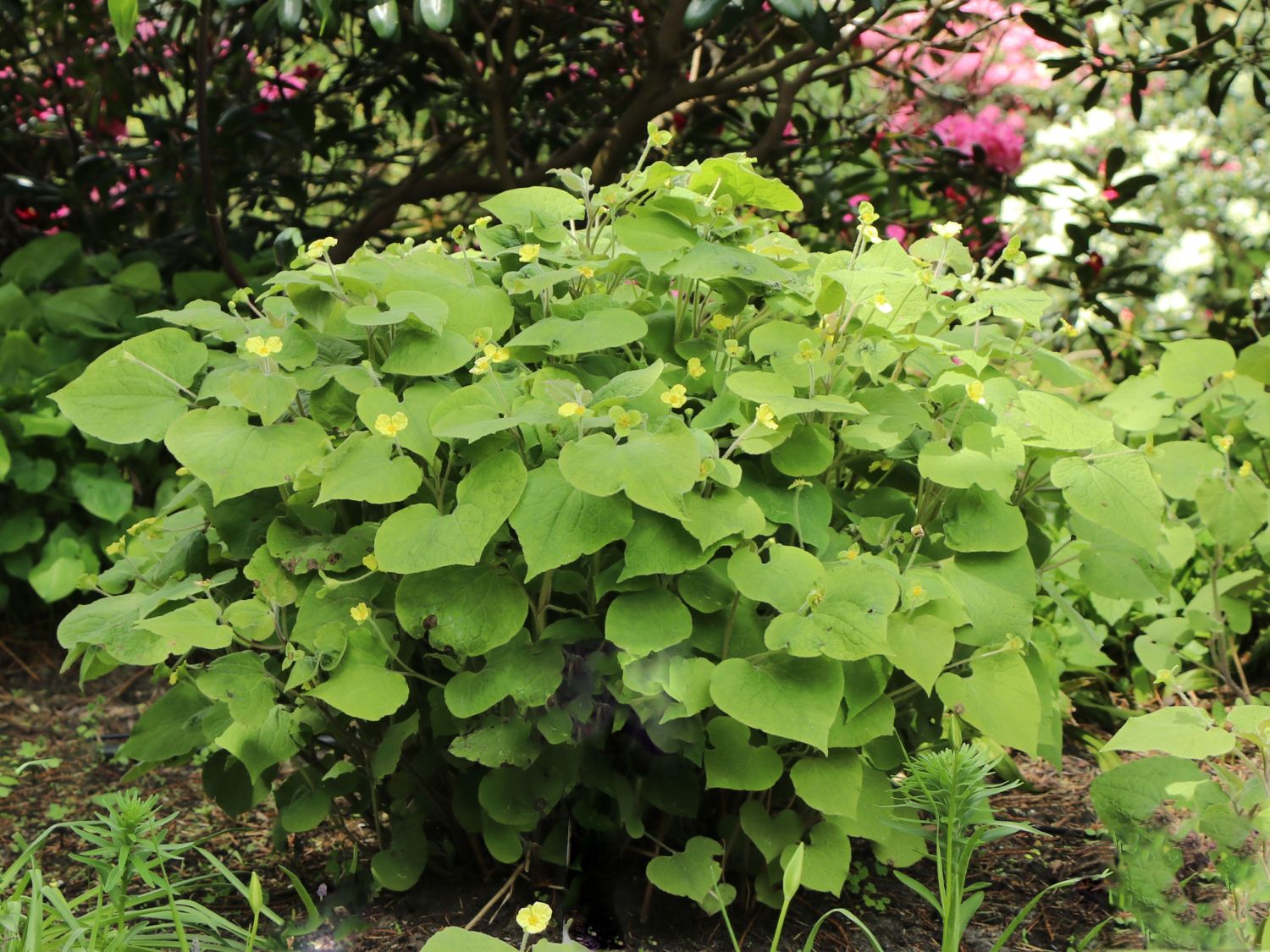 Herzblattwurz - Saruma henryi