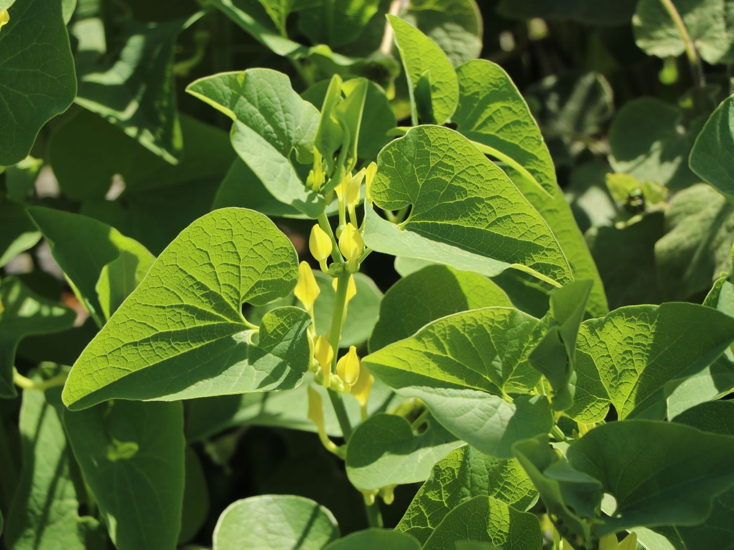 Herzblattwurz - Saruma henryi