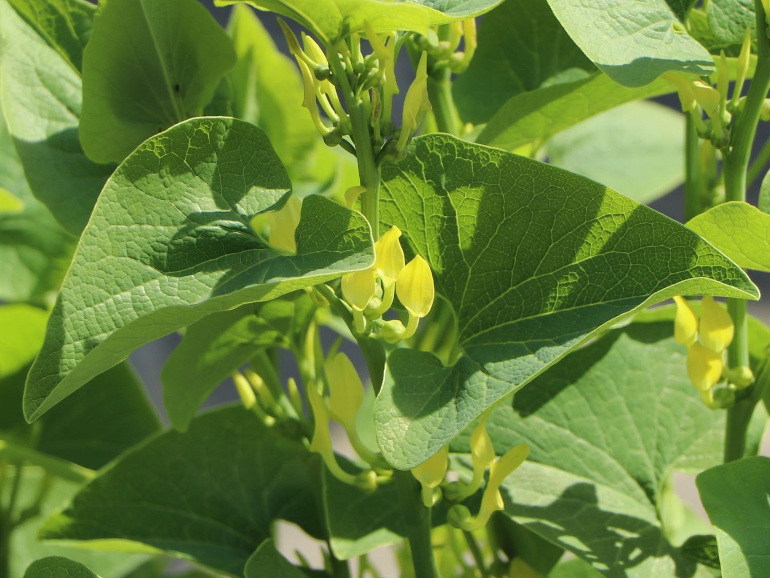 Herzblattwurz - Saruma henryi