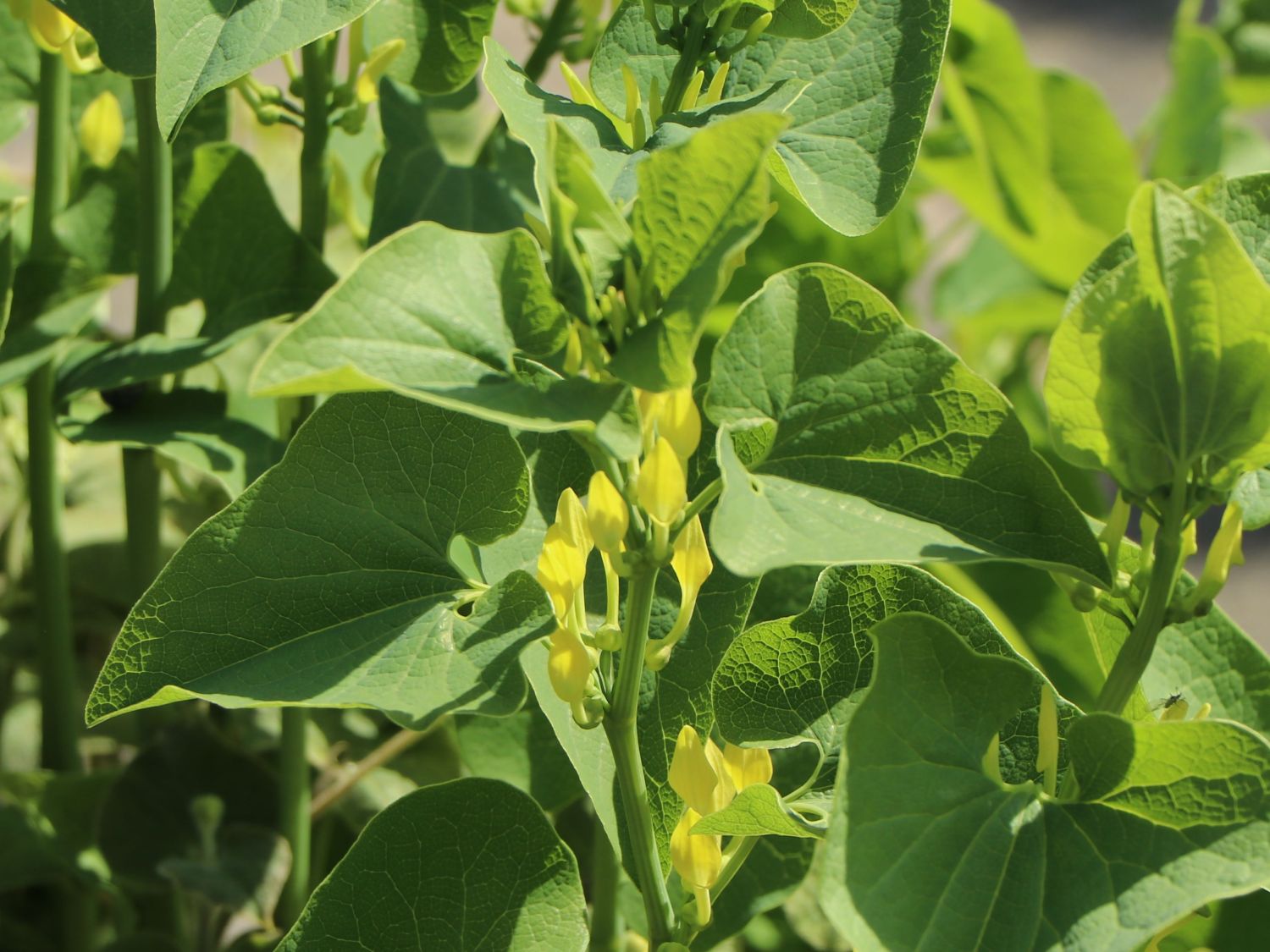 Herzblattwurz - Saruma henryi