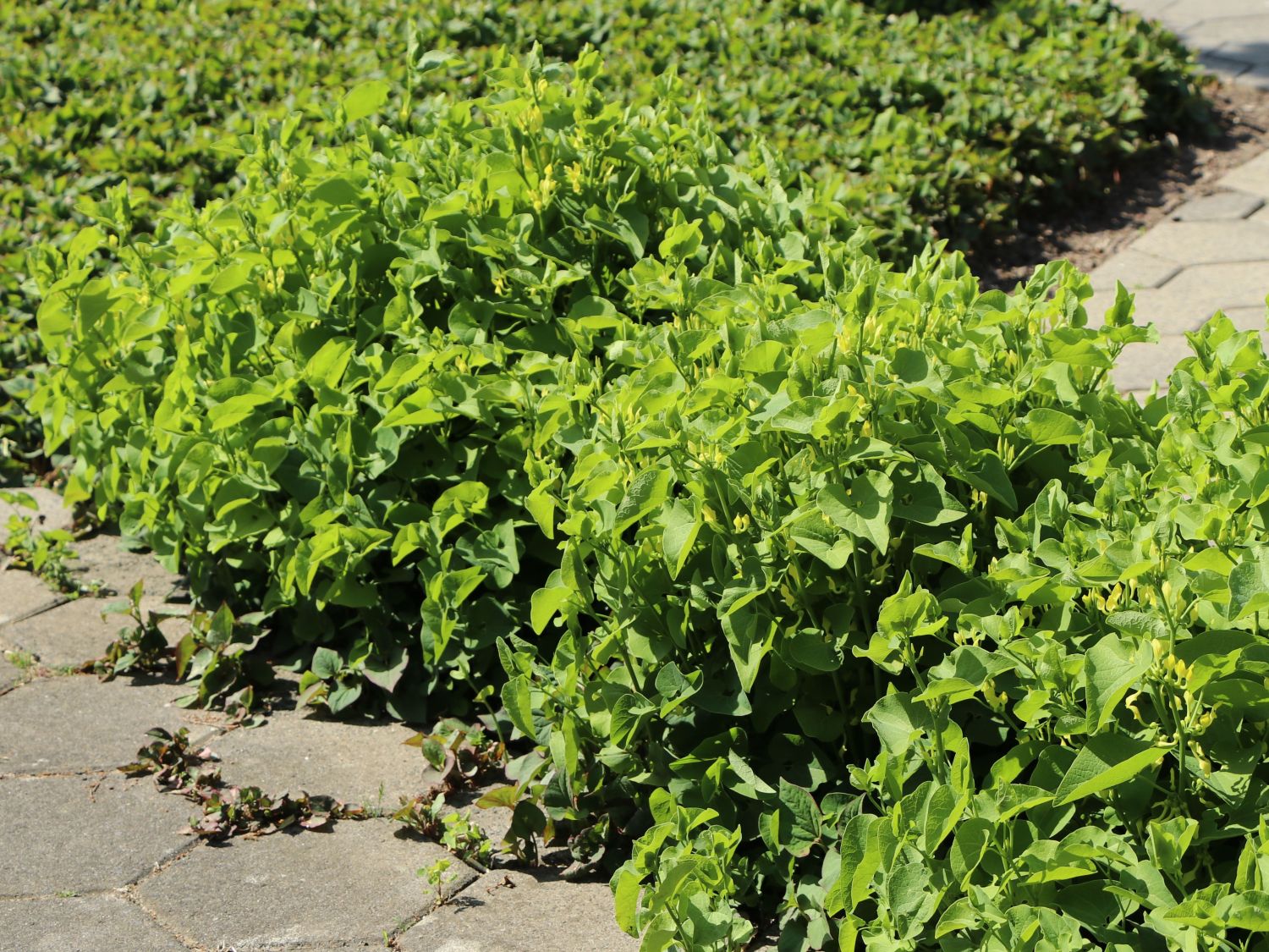 Herzblattwurz - Saruma henryi