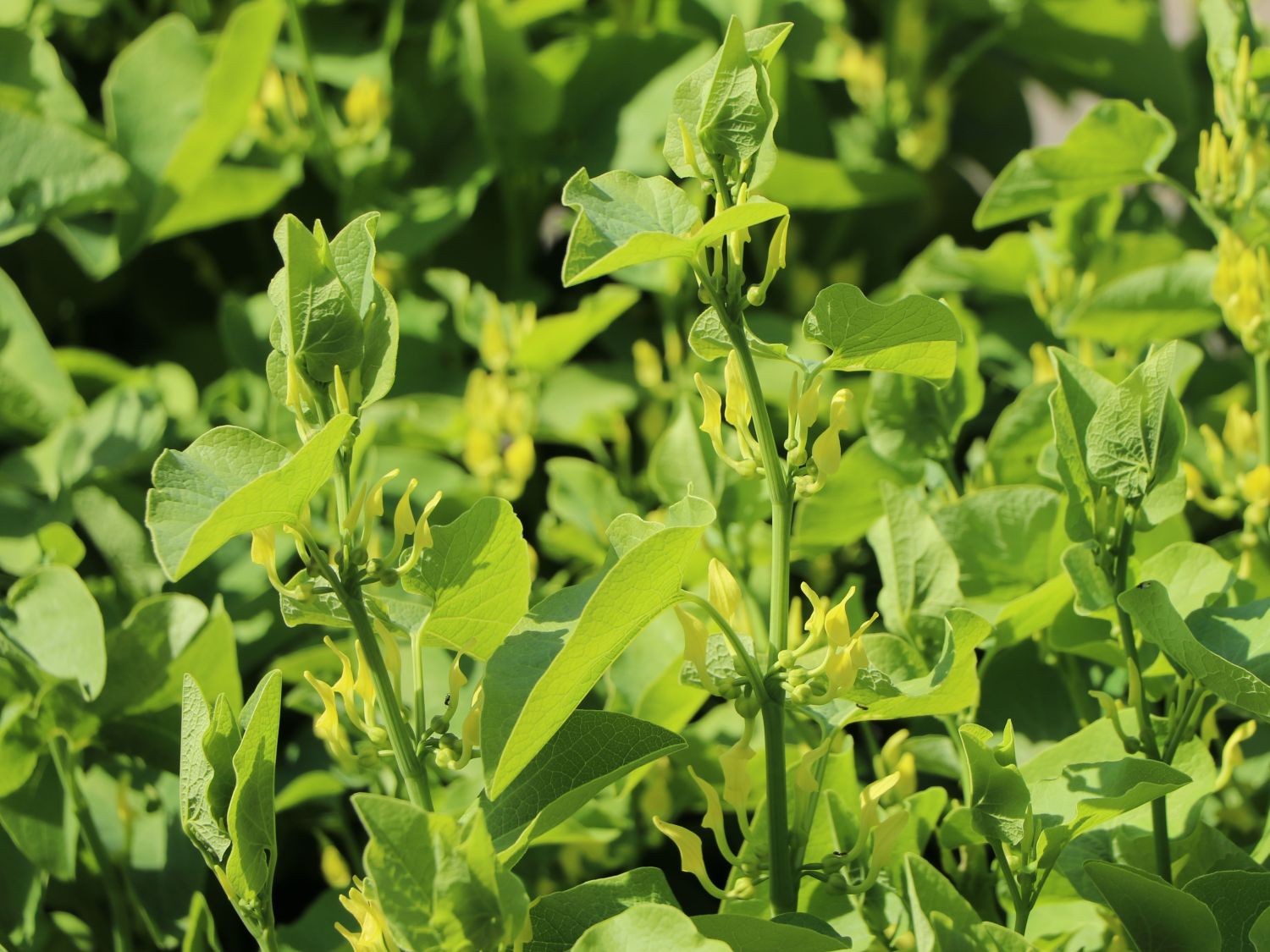 Herzblattwurz - Saruma henryi