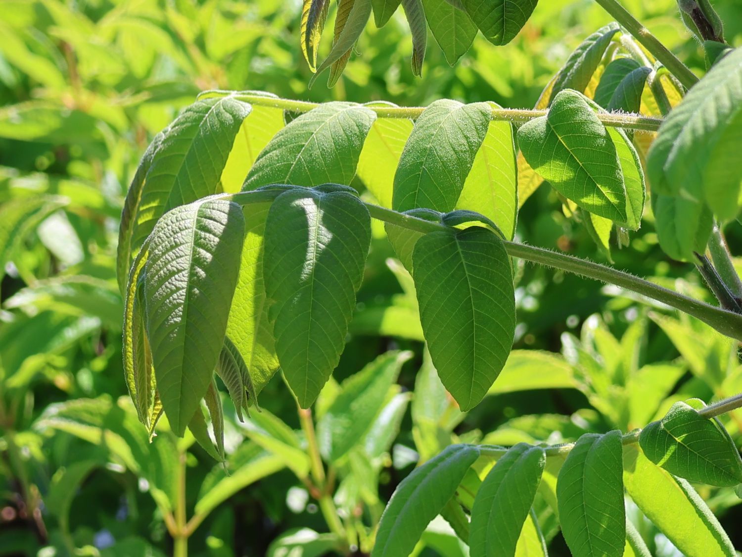 Herznuss 'Kalmar' - Juglans ailantifolia var. cordiformis 'Kalmar'