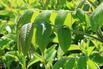 Herznuss 'Kalmar' - Juglans ailantifolia var. cordiformis 'Kalmar'