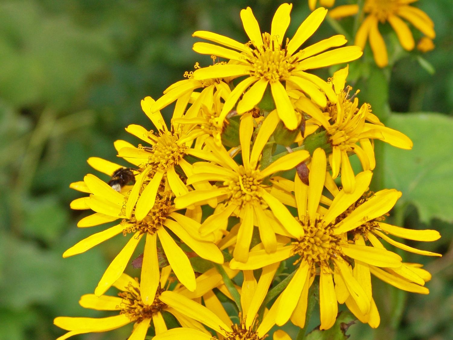 Hesses-Goldkolben 'Gregynog Gold'