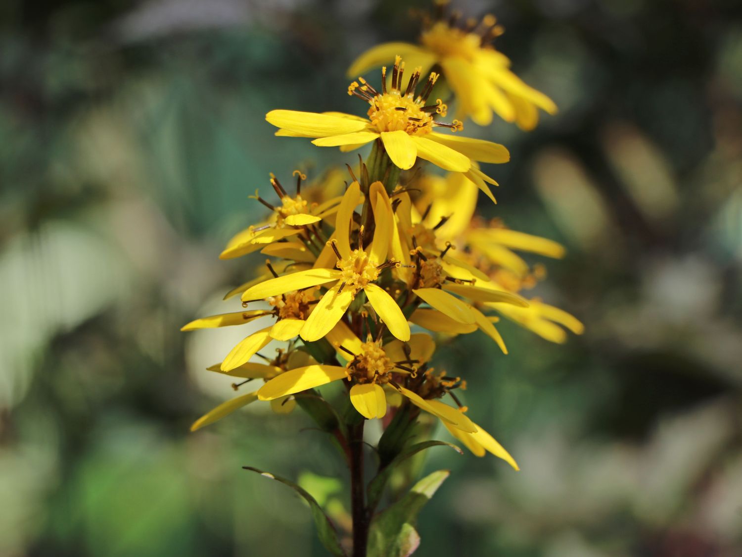 Hesses-Goldkolben 'Laternchen' ®