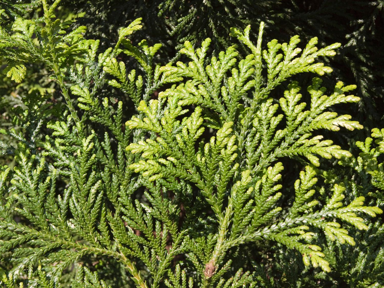 Hiba-Lebensbäume (Thujopsis)