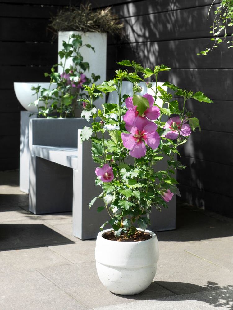 Hibiskus 'Big Hibiskiss' ® - Hibiscus syriacus 'Big Hibiskiss' ®