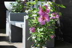 Hibiskus 'Big Hibiskiss' ® - Hibiscus syriacus 'Big Hibiskiss' ®