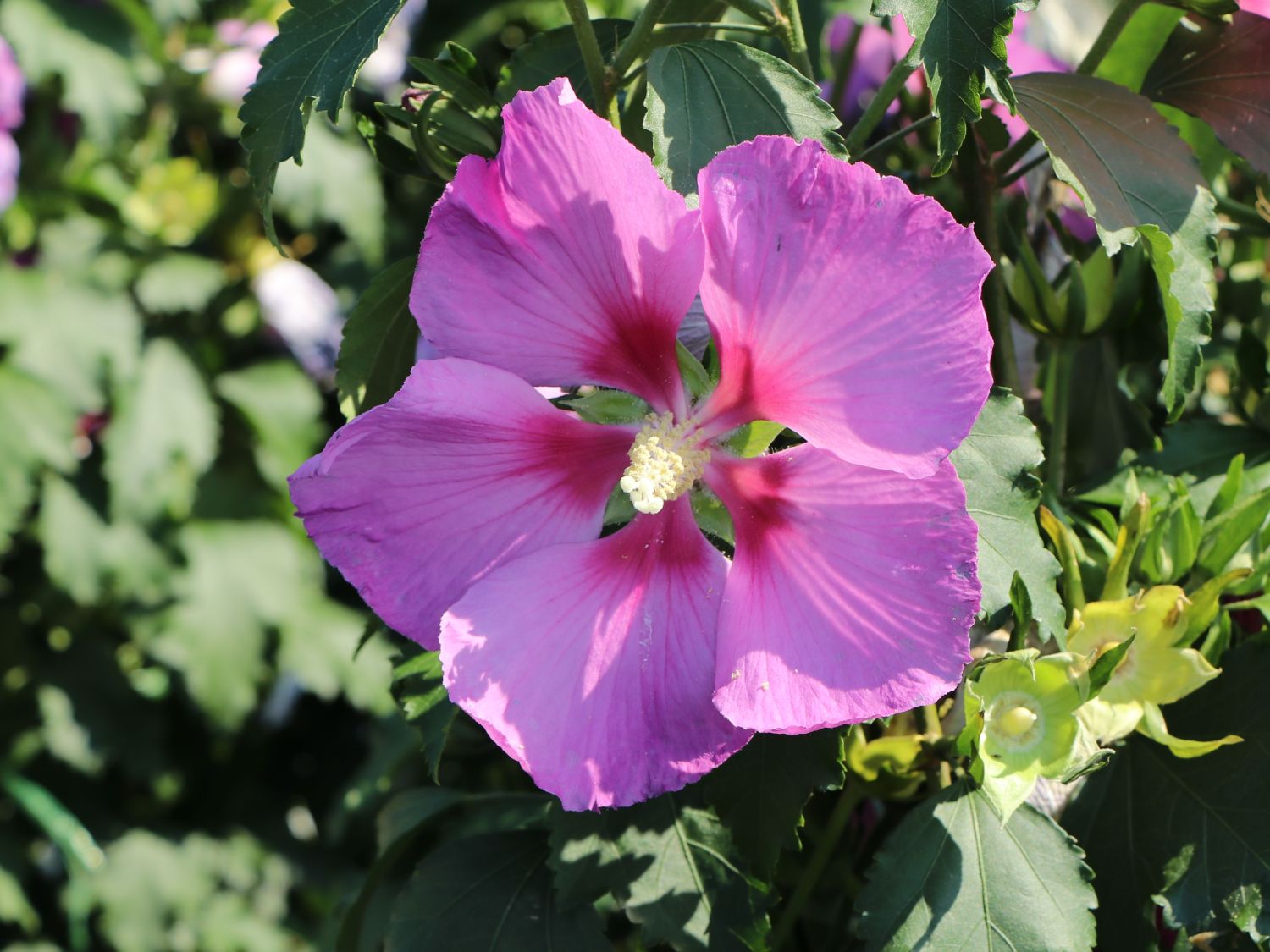 Hibiskus 'Big Hibiskiss' ® - Hibiscus syriacus 'Big Hibiskiss' ®