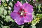 Hibiskus 'Big Hibiskiss' ® - Hibiscus syriacus 'Big Hibiskiss' ®