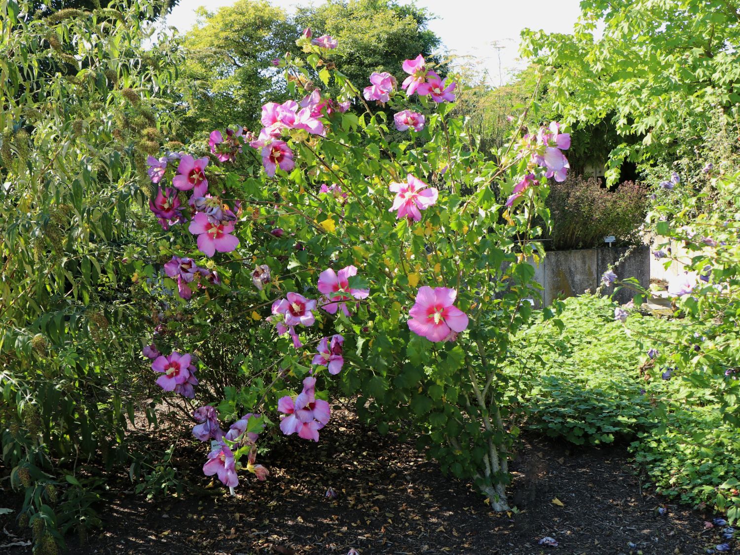 Hibiskus 'Big Hibiskiss' ® - Hibiscus syriacus 'Big Hibiskiss' ®