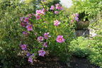 Hibiskus 'Big Hibiskiss' ® - Hibiscus syriacus 'Big Hibiskiss' ®