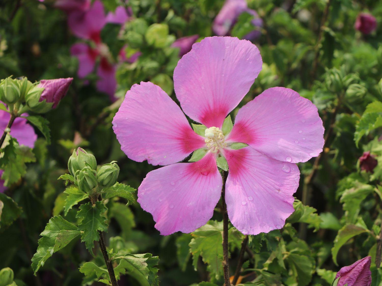 Hibiskus 'Big Hibiskiss' ® - Hibiscus syriacus 'Big Hibiskiss' ®