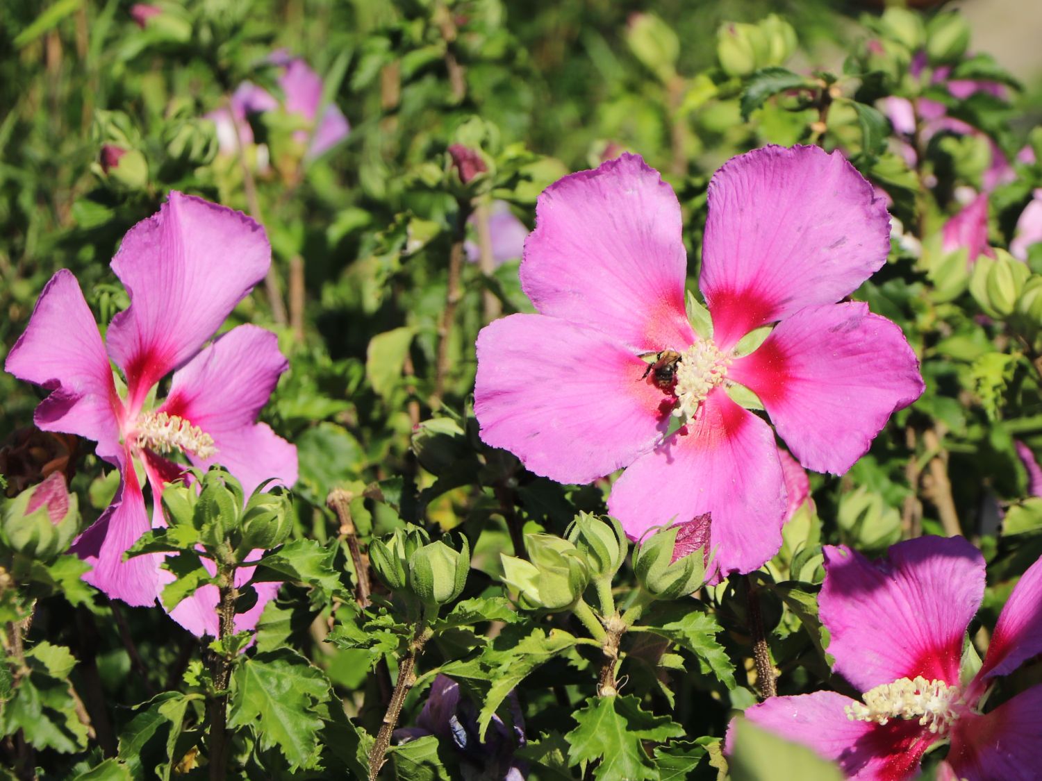 Hibiskus 'Big Hibiskiss' ® - Hibiscus syriacus 'Big Hibiskiss' ®
