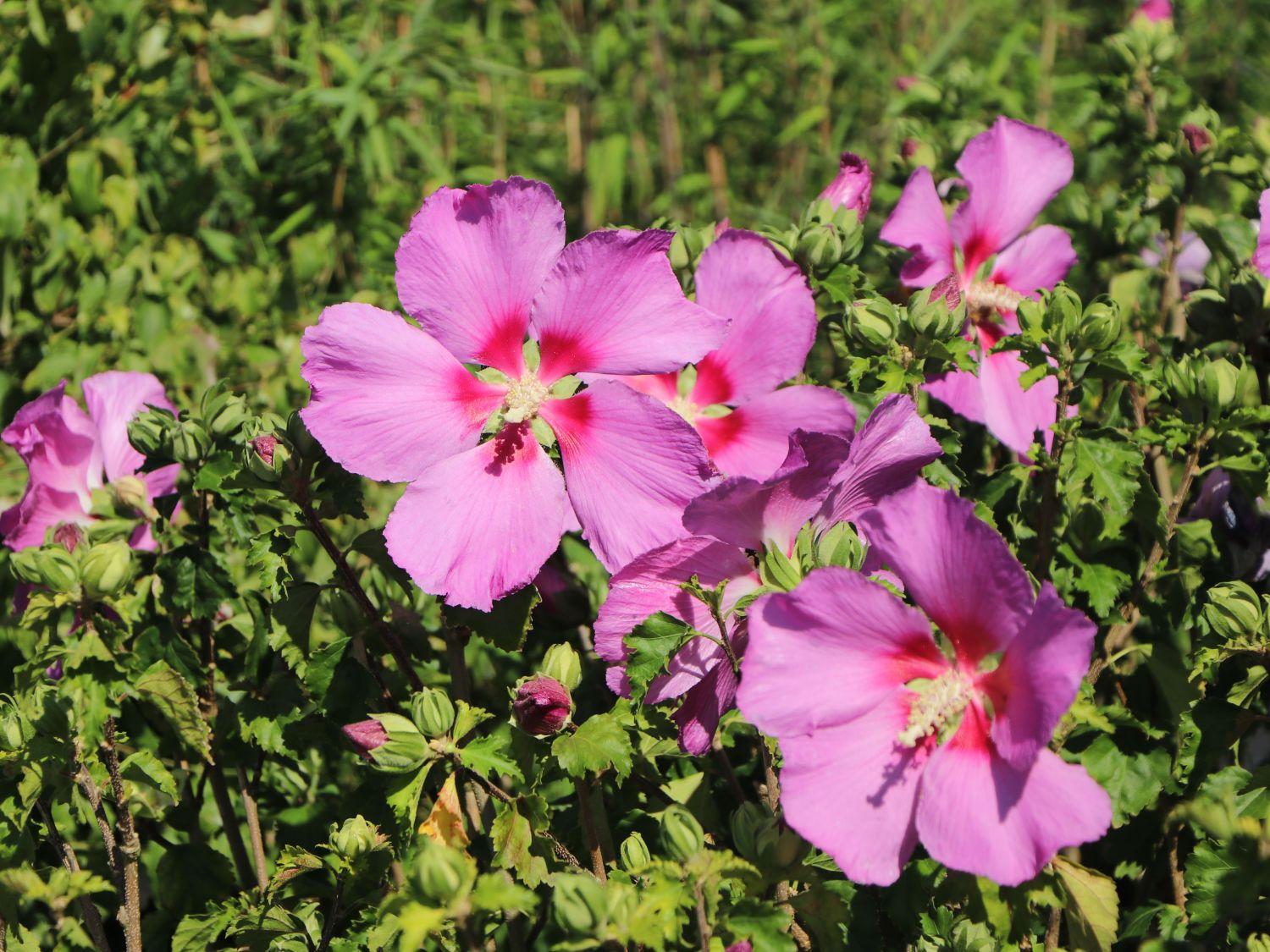 Hibiskus 'Big Hibiskiss' ® - Hibiscus syriacus 'Big Hibiskiss' ®