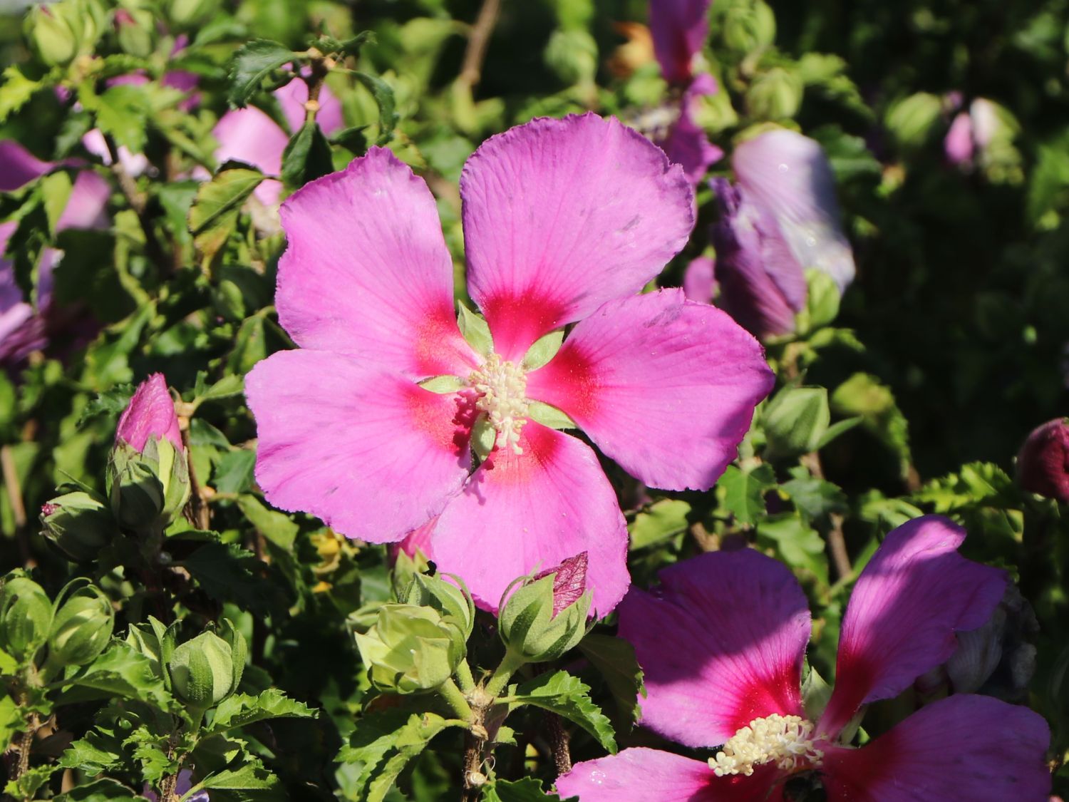 Hibiskus 'Big Hibiskiss' ® - Hibiscus syriacus 'Big Hibiskiss' ®