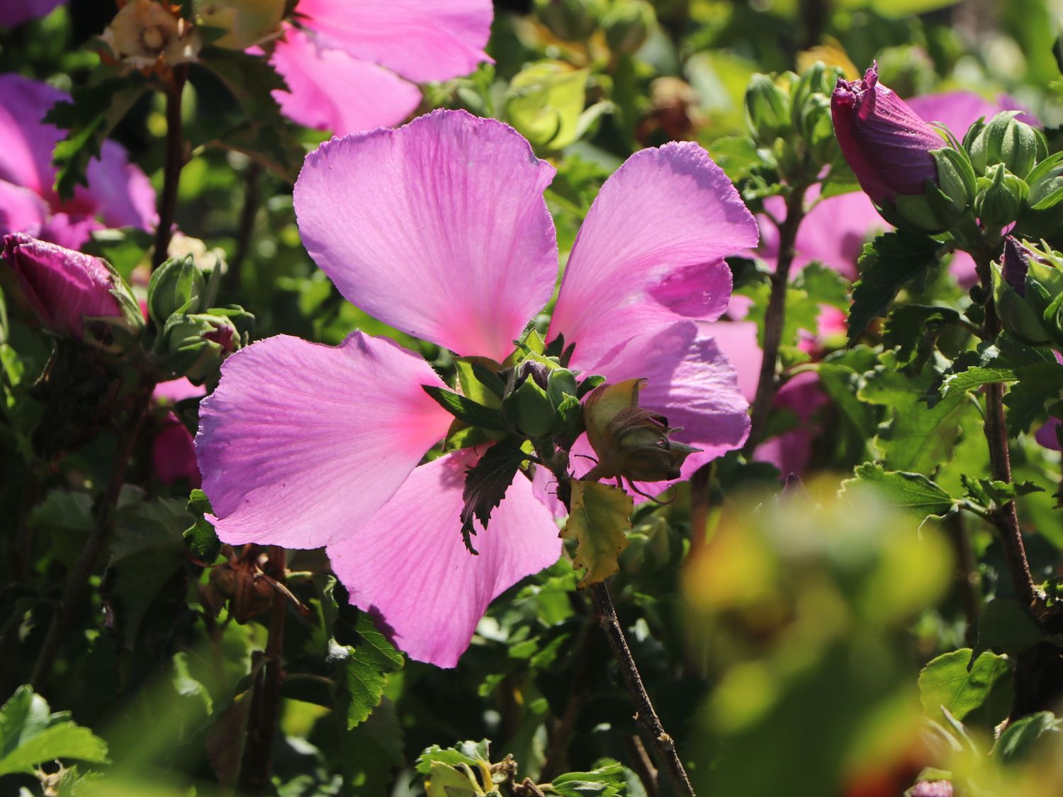 Hibiskus 'Big Hibiskiss' ® - Hibiscus syriacus 'Big Hibiskiss' ®