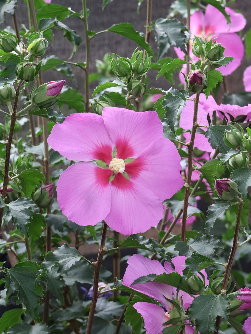 Hibiskus 'Big Hibiskiss' ® - Hibiscus syriacus 'Big Hibiskiss' ®