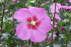 Hibiskus 'Big Hibiskiss' ® - Hibiscus syriacus 'Big Hibiskiss' ®