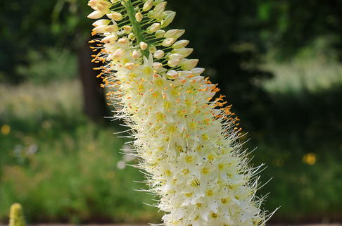 Himalaja-Steppenkerze 'Tropical Dream' - Eremurus x isabellinus 'Tropical Dream'